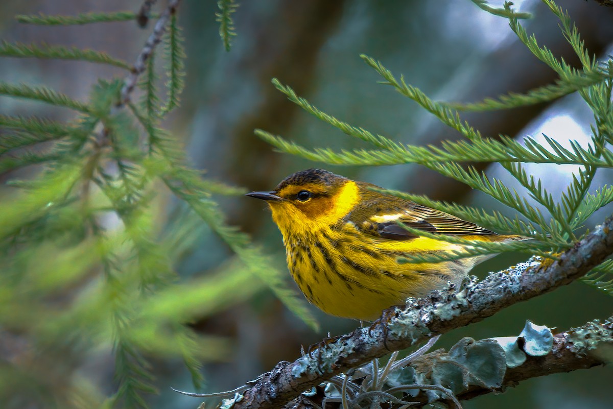 Cape May Warbler - ML328438011