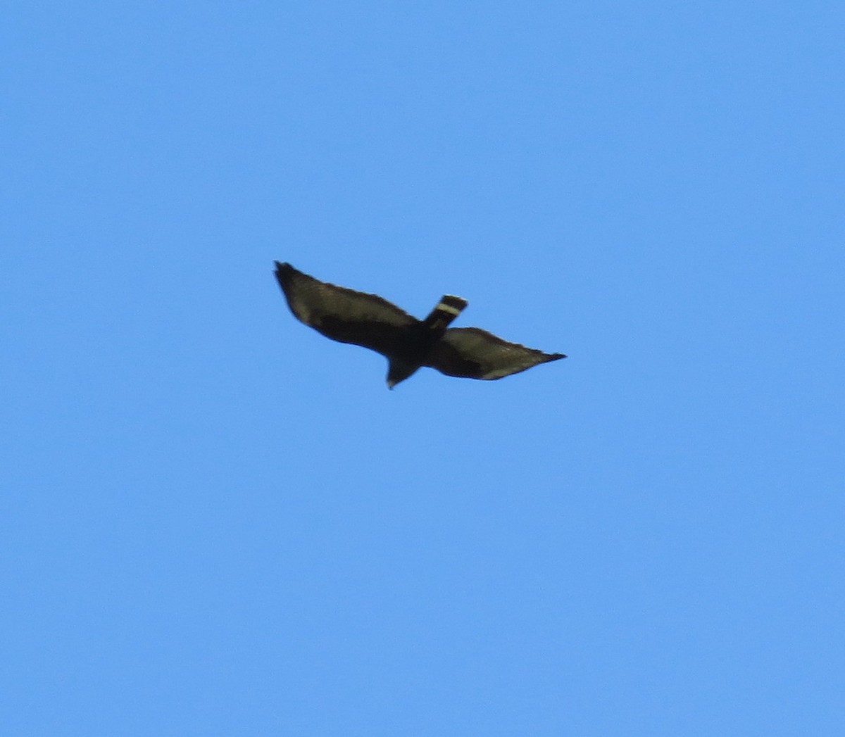 Zone-tailed Hawk - Robin Gurule