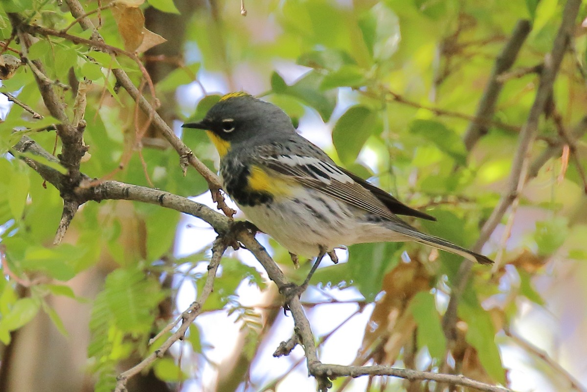 Yellow-rumped Warbler - Doug Beach