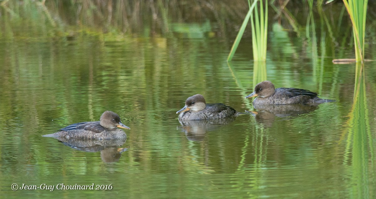 Hooded Merganser - Jean Guy Chouinard