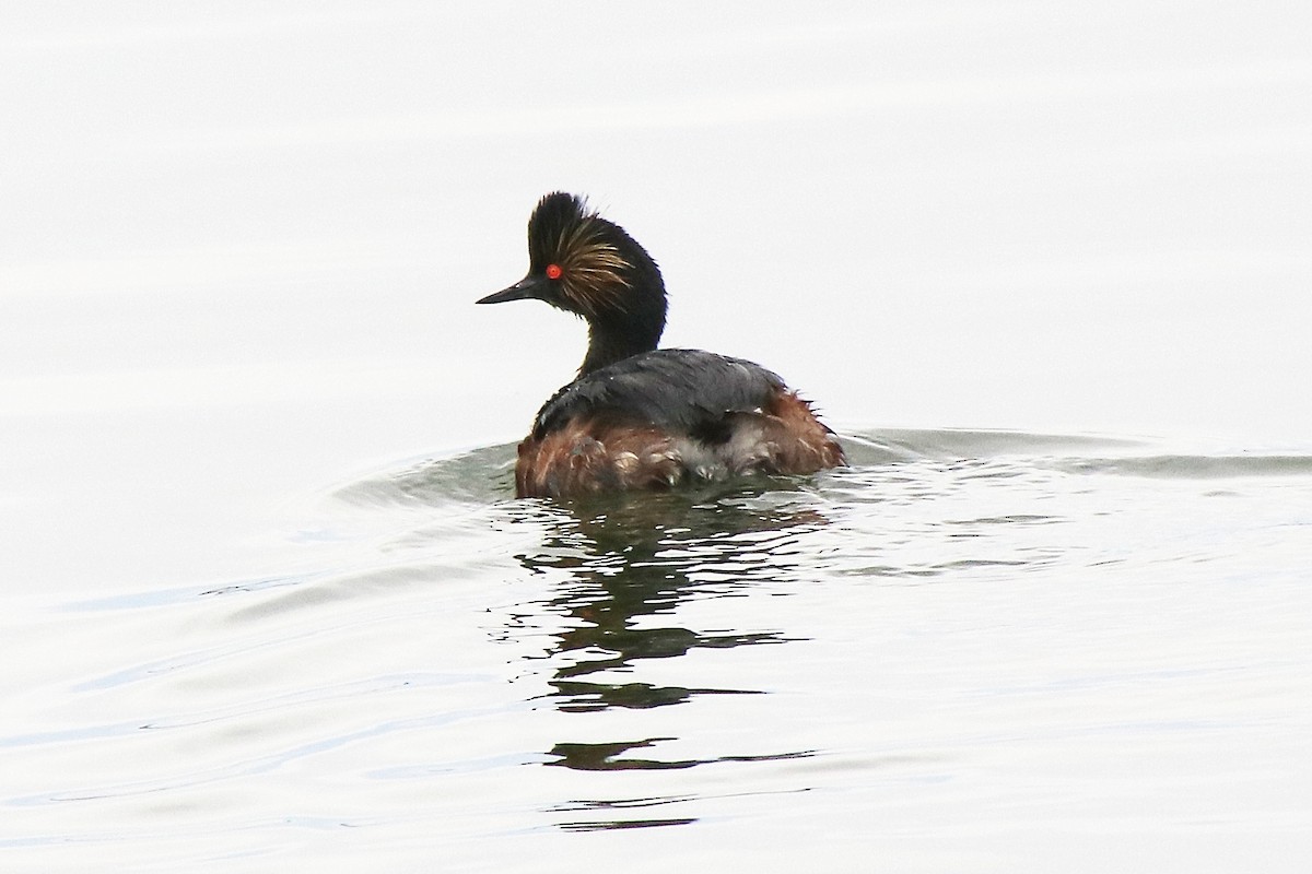 Eared Grebe - ML328443541