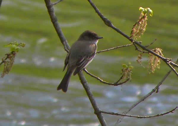 Eastern Phoebe - David Zmoda