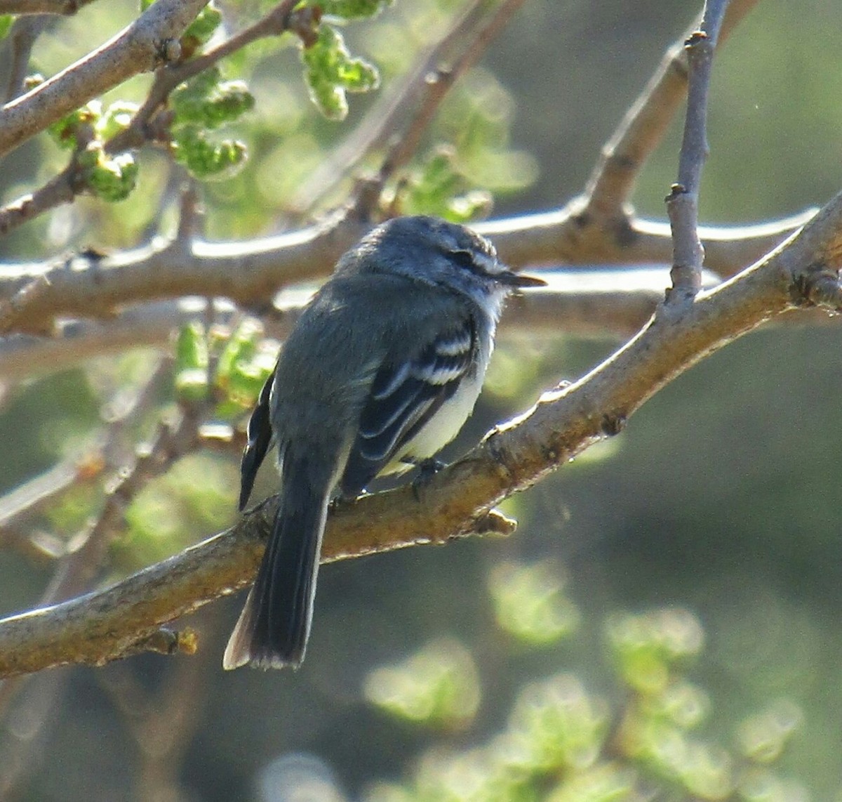 White-crested Tyrannulet (Sulphur-bellied) - ML32844451