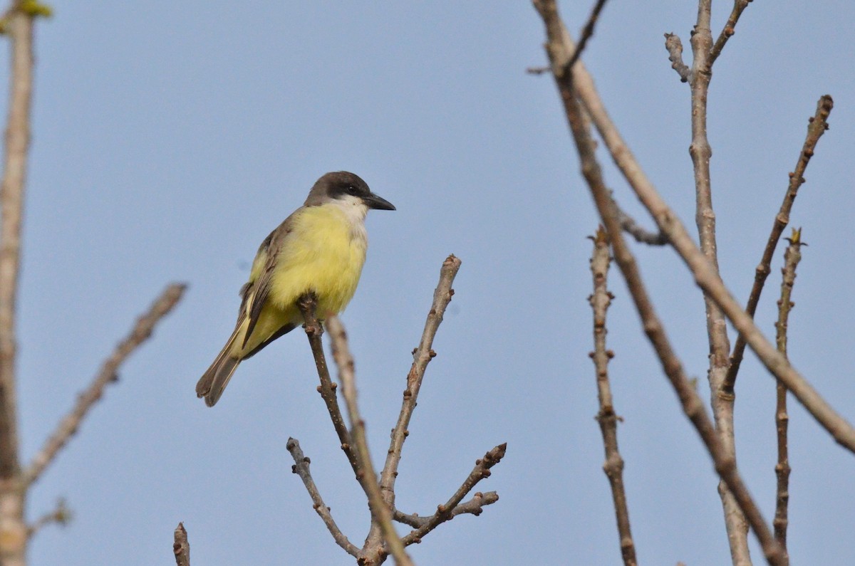 Thick-billed Kingbird - ML328444651