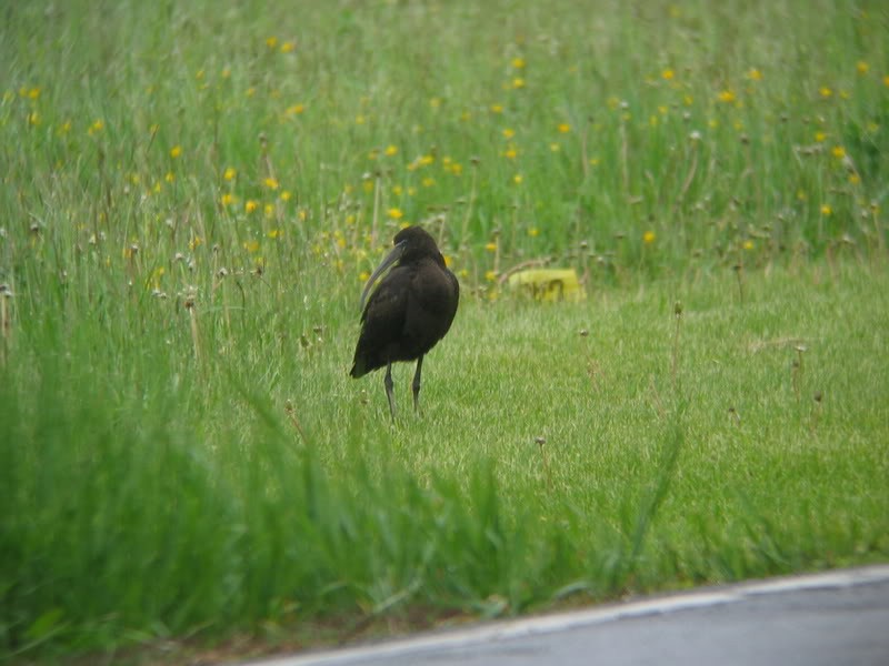 Glossy Ibis - ML32844511