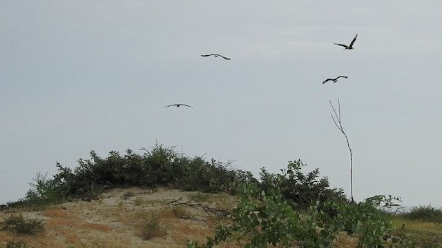 Caracara Carancho (norteño) - ML328446031