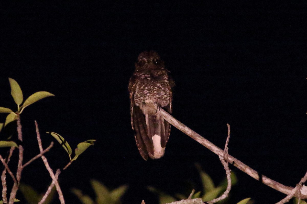 Buff-collared Nightjar - ML328446061