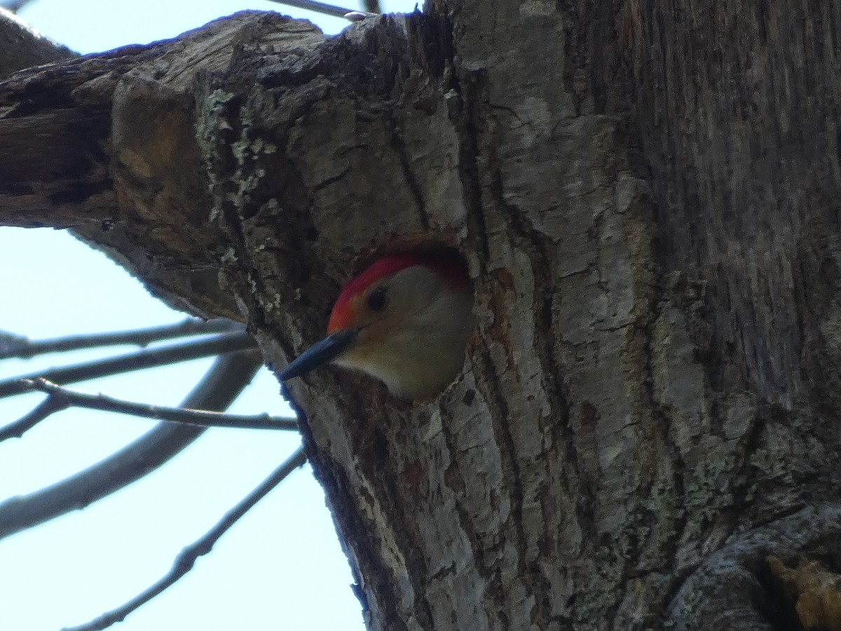 Red-bellied Woodpecker - ML328446141