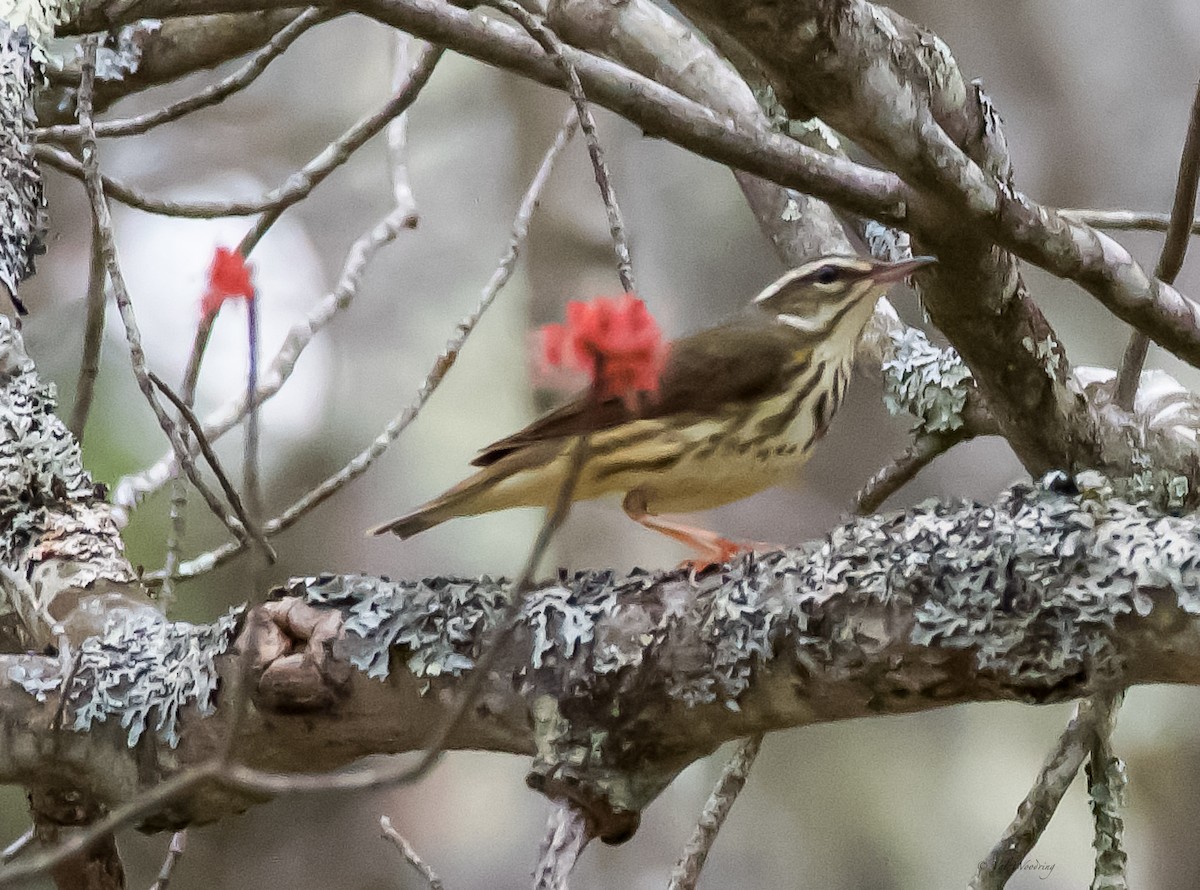 Paruline hochequeue - ML328446511