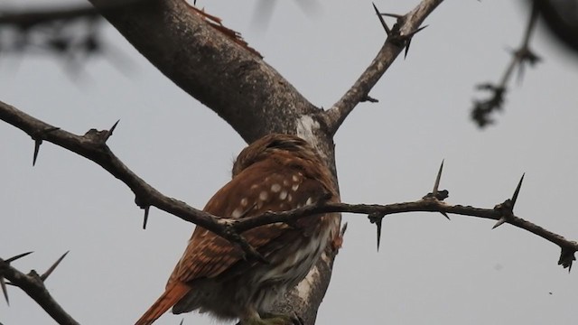 Peruvian Pygmy-Owl - ML328449821