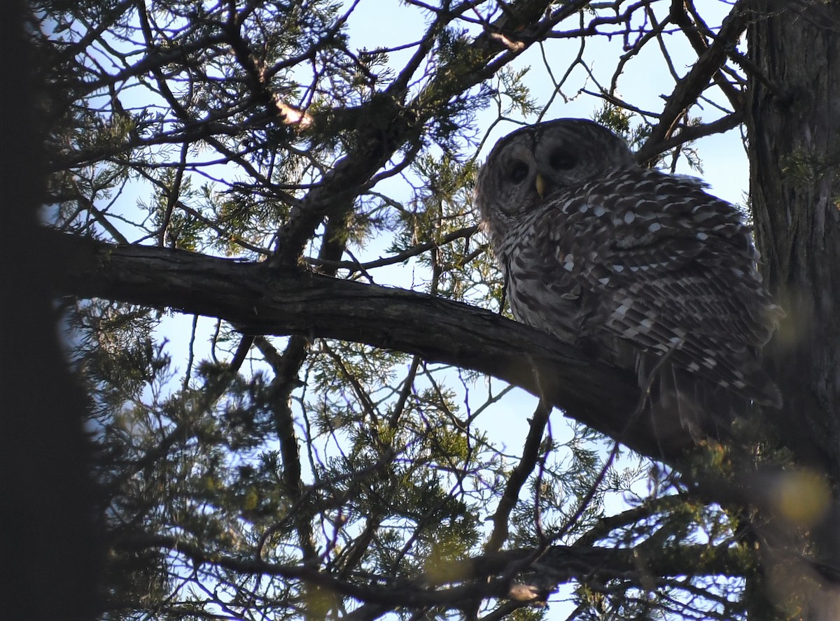 Barred Owl - ML328450701