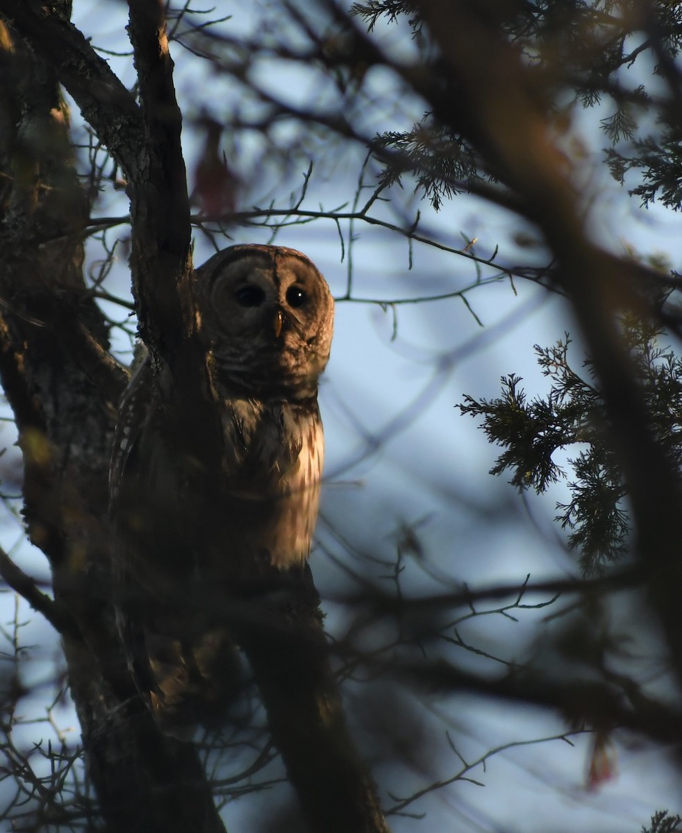 Barred Owl - ML328450861