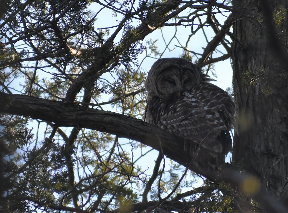Barred Owl - ML328450921