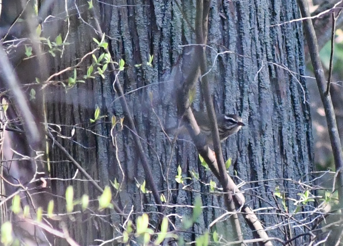 Louisiana Waterthrush - ML328451231