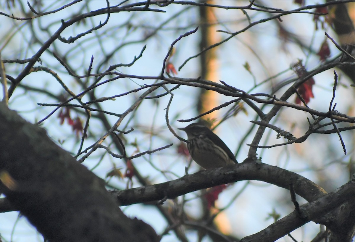 Louisiana Waterthrush - ML328451351