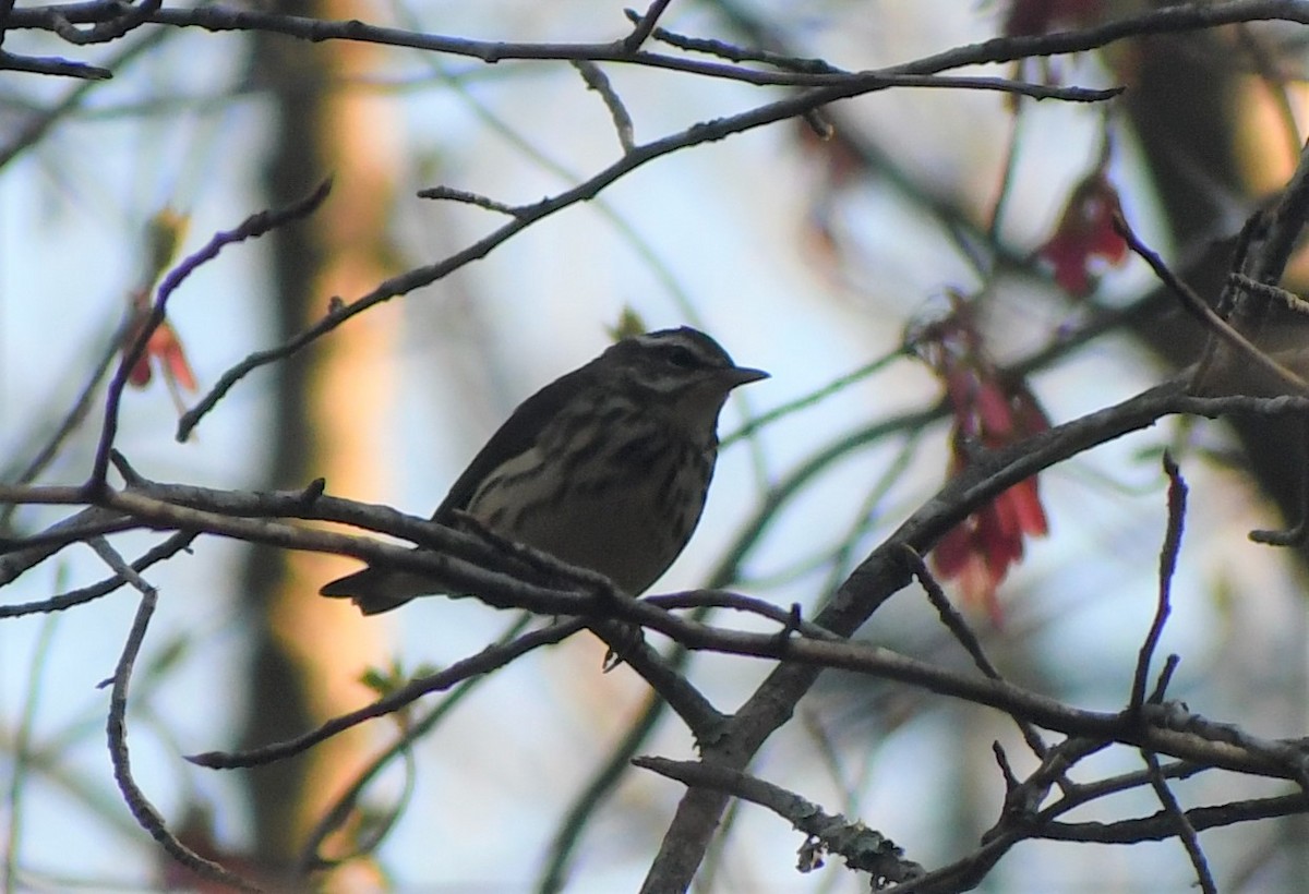 Louisiana Waterthrush - ML328451431