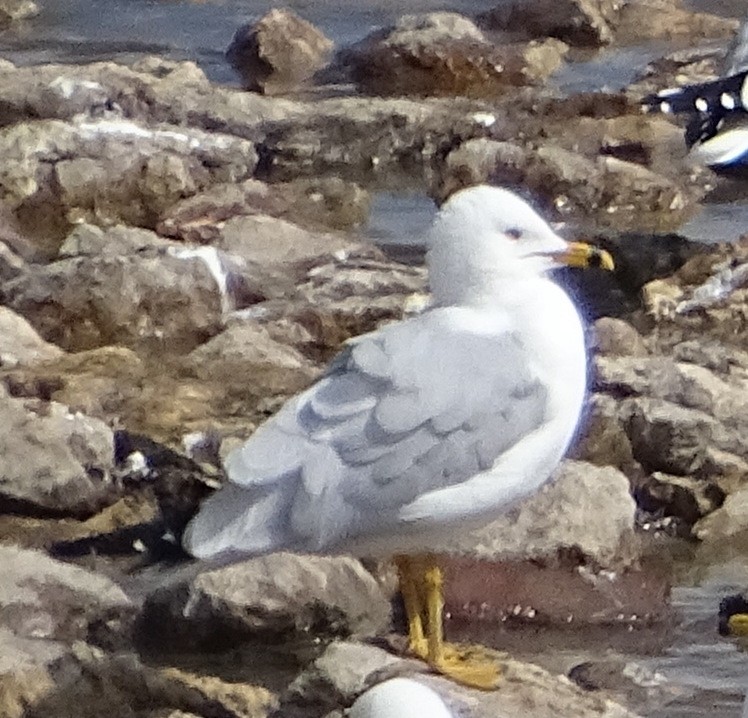 Gaviota de Delaware - ML328451551