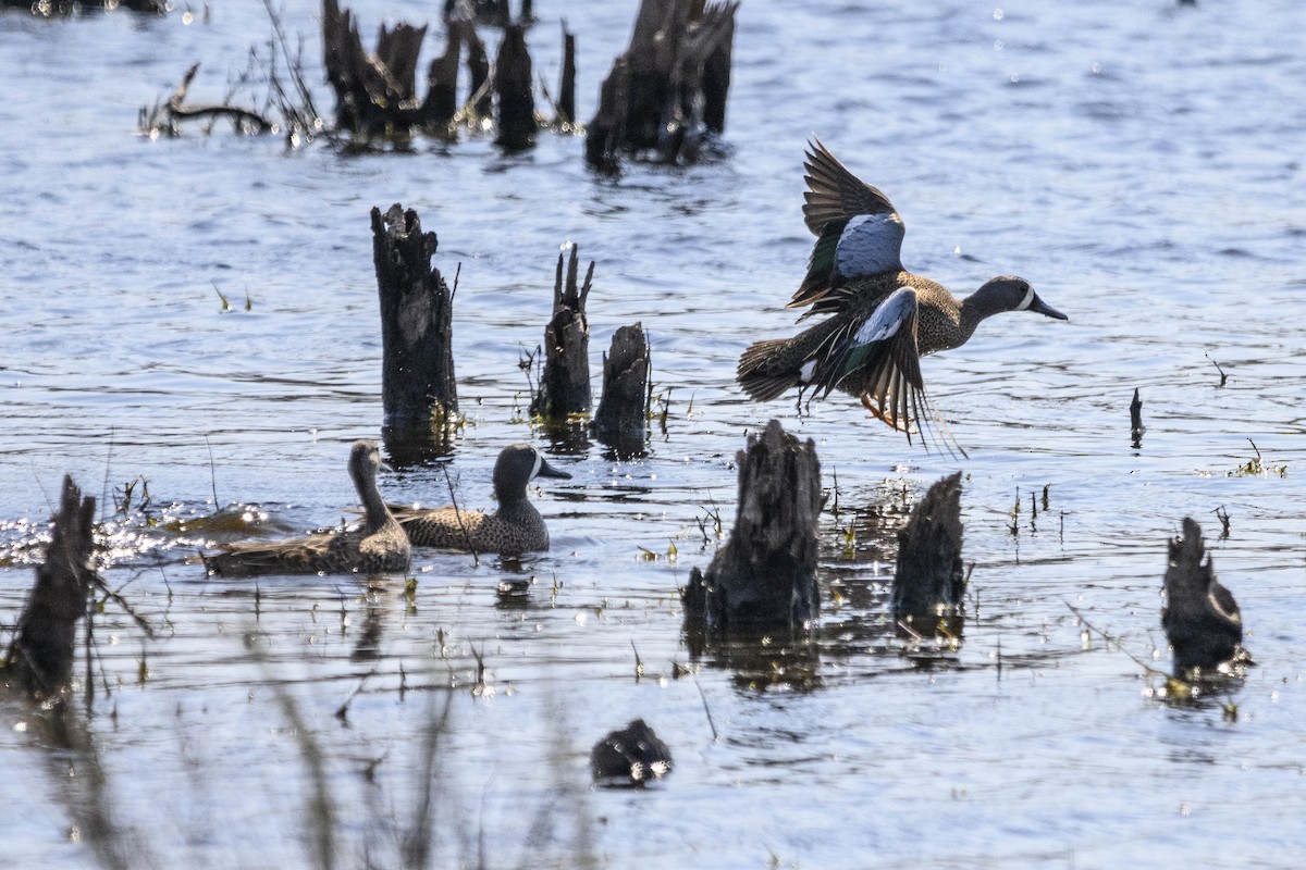 Blue-winged Teal - Gail Kahover