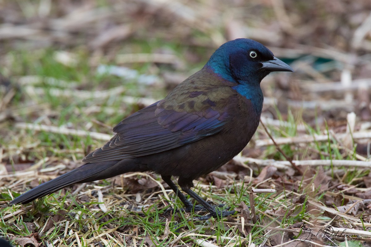 Common Grackle - ML328453371