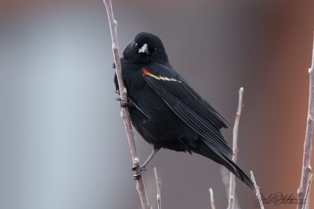 Red-winged Blackbird - ML328453461