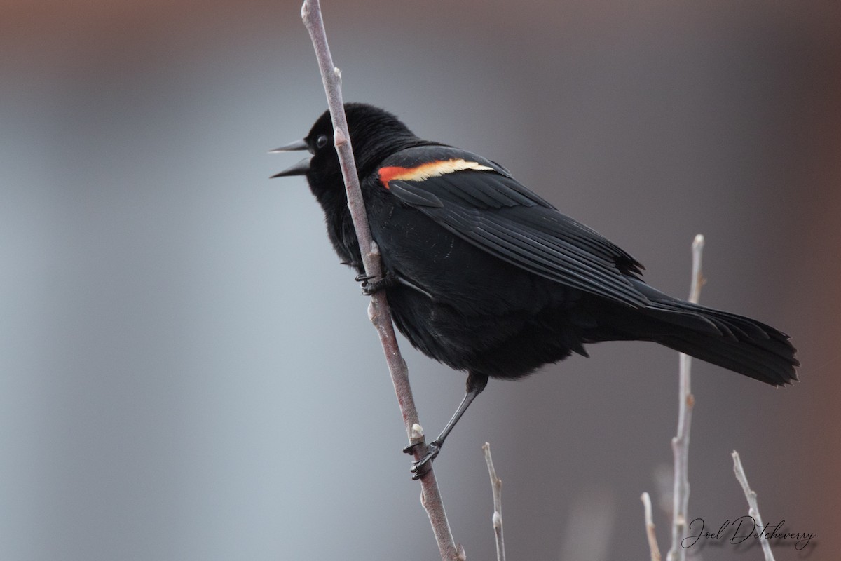 Red-winged Blackbird - ML328453471