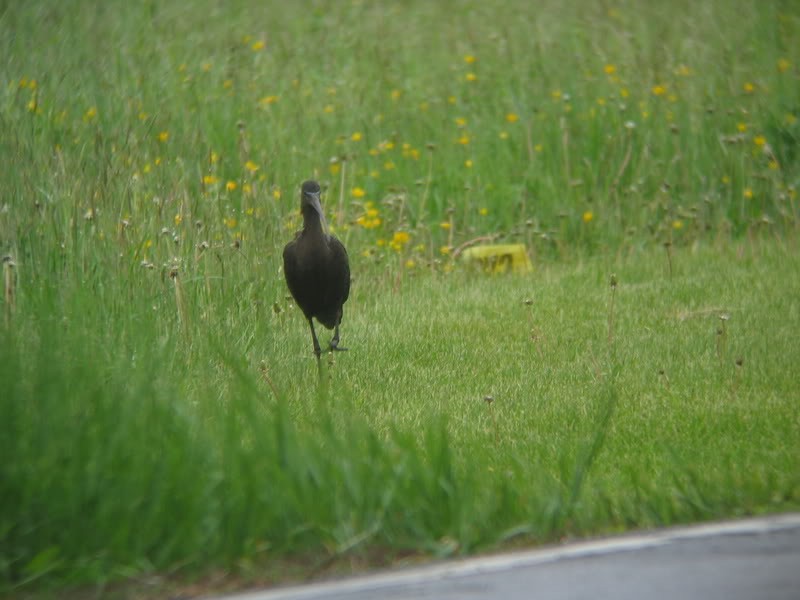 Glossy Ibis - ML32845421