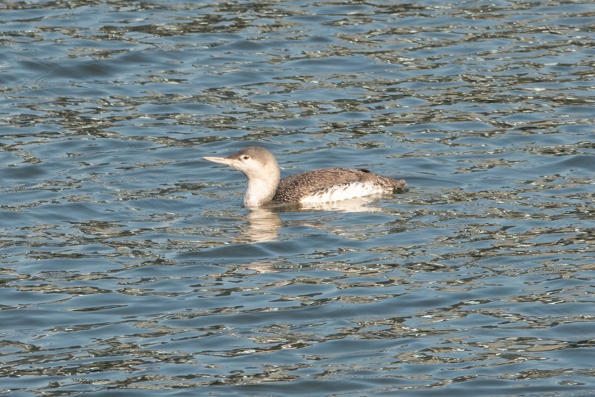 Red-throated Loon - ML328455041