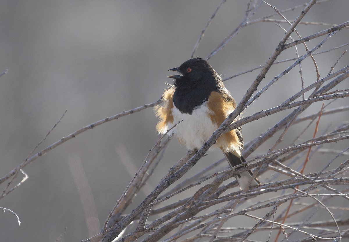 Spotted Towhee (maculatus Group) - ML328455431