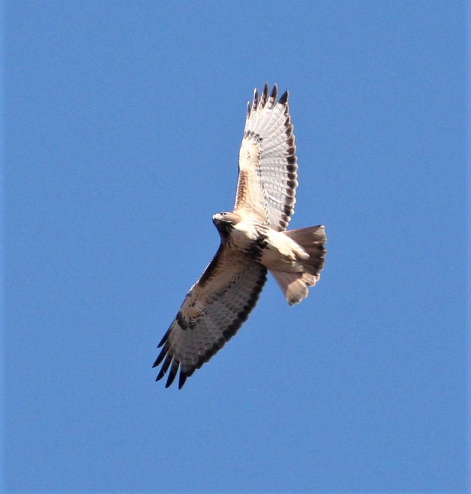 Red-tailed Hawk - ML328457231