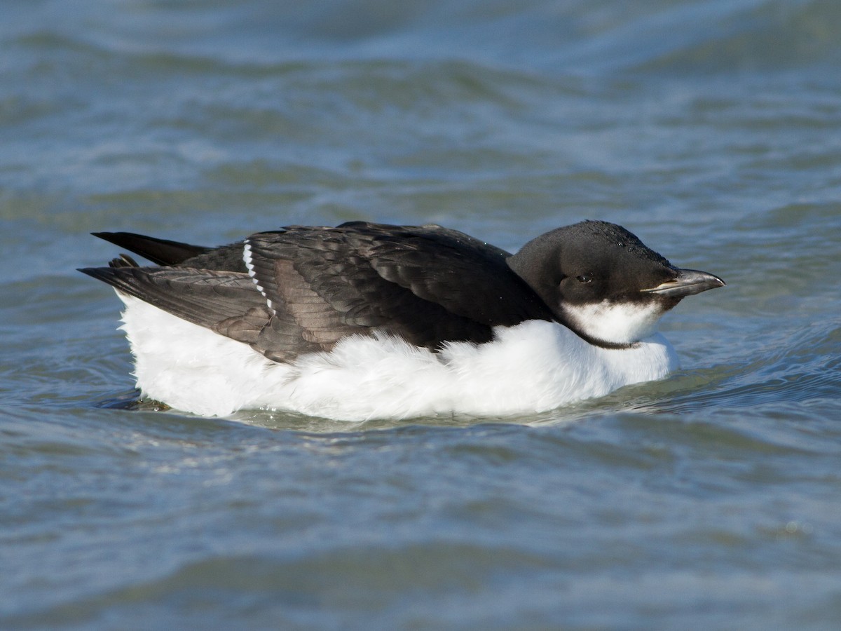 Guillemot de Brünnich - ML32846001