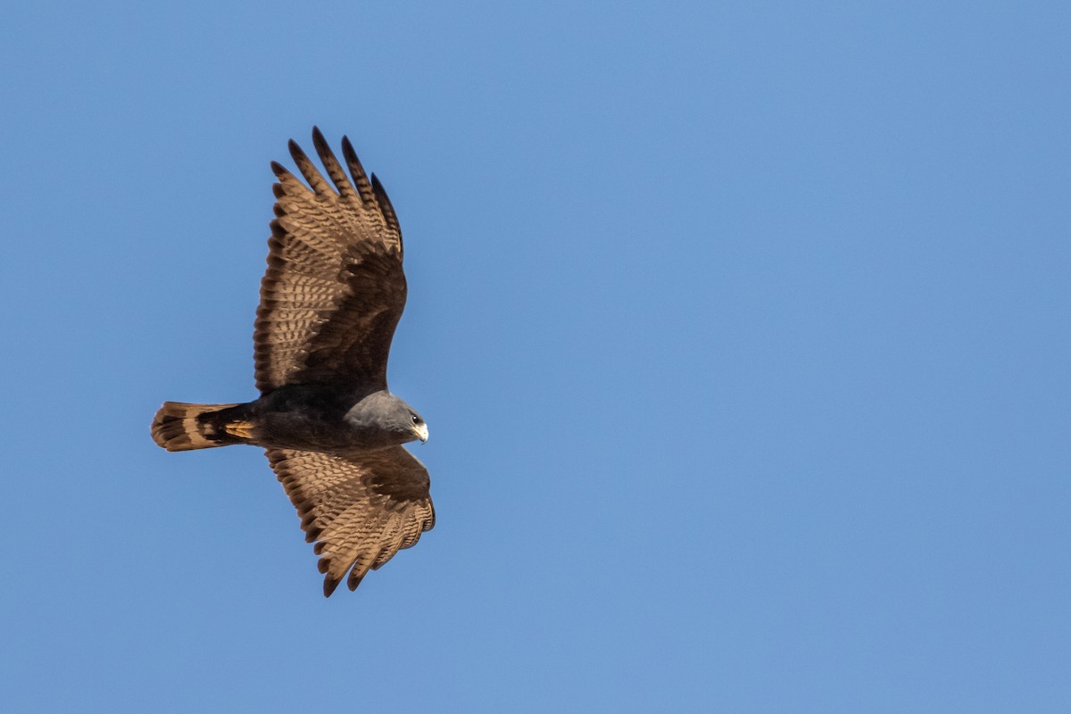 Zone-tailed Hawk - ML328460171