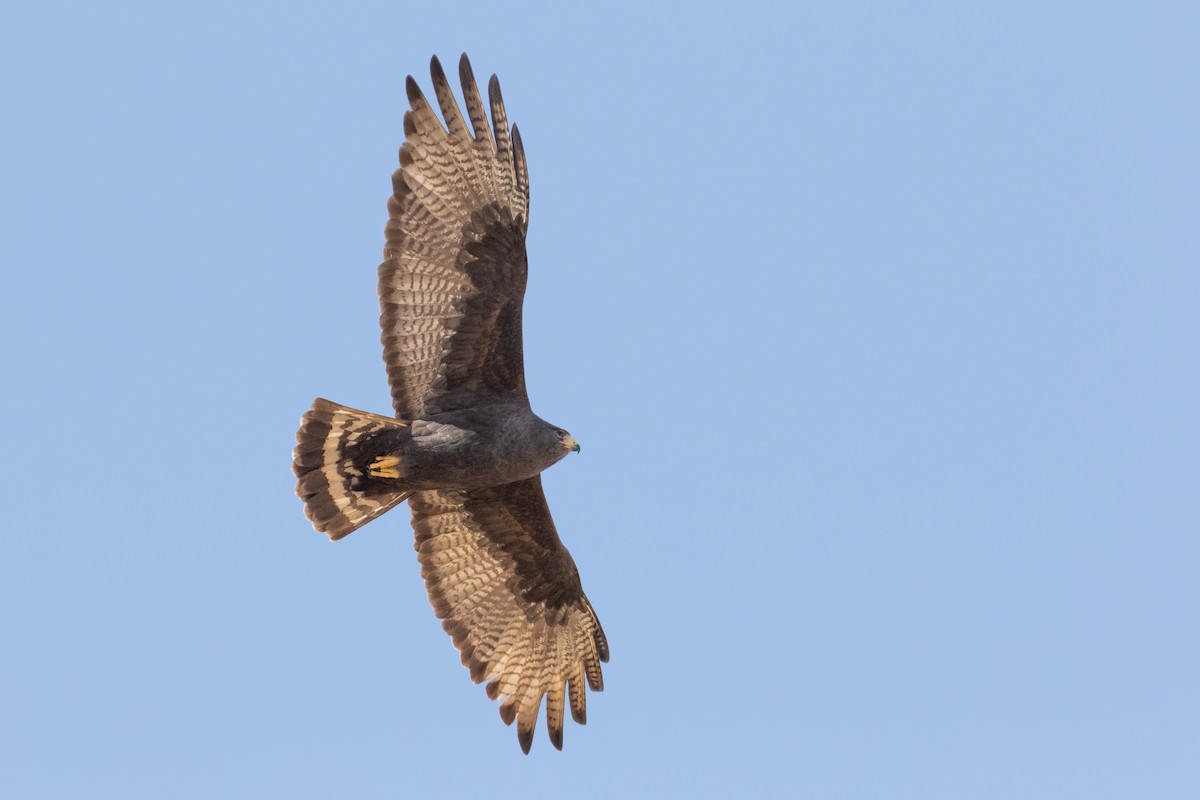 Zone-tailed Hawk - ML328460551