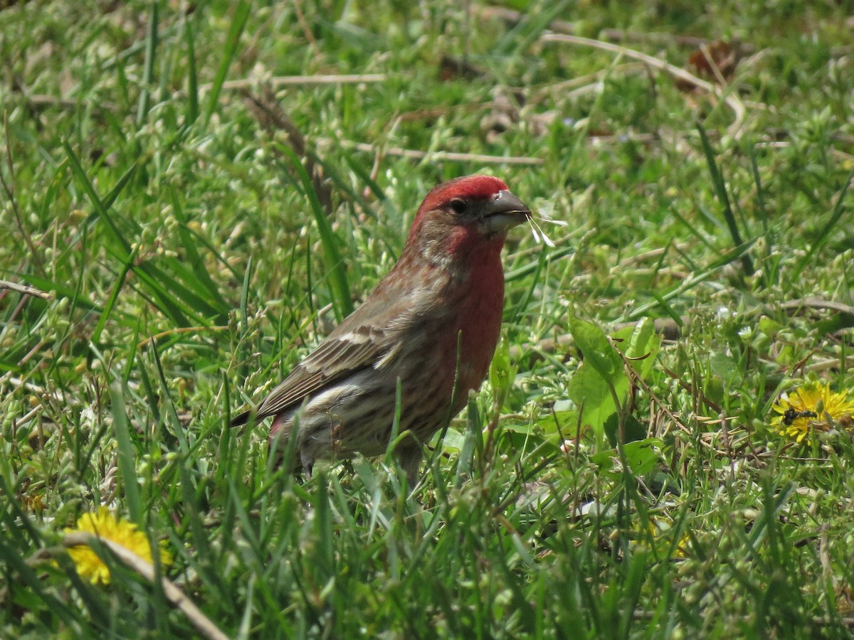 House Finch - Patricia and Richard Williams