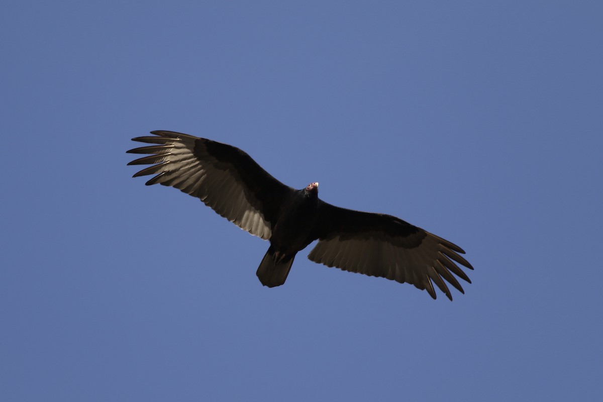 Turkey Vulture - Will  Britton