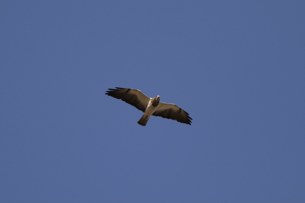 Swainson's Hawk - ML328463541