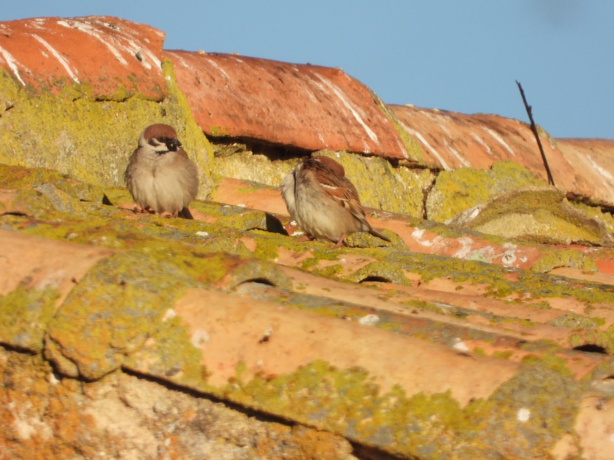 Eurasian Tree Sparrow - ML328464681