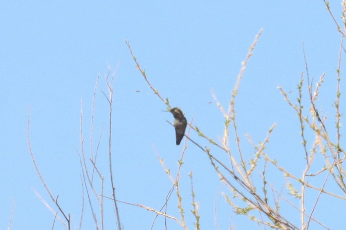 Anna's Hummingbird - Jen Sanford