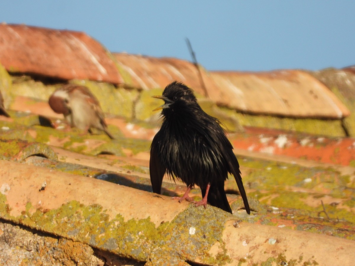 Spotless Starling - ML328464781