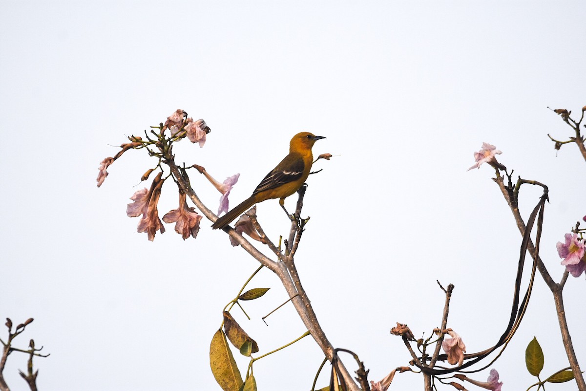 Hooded Oriole (igneus) - ML328465471