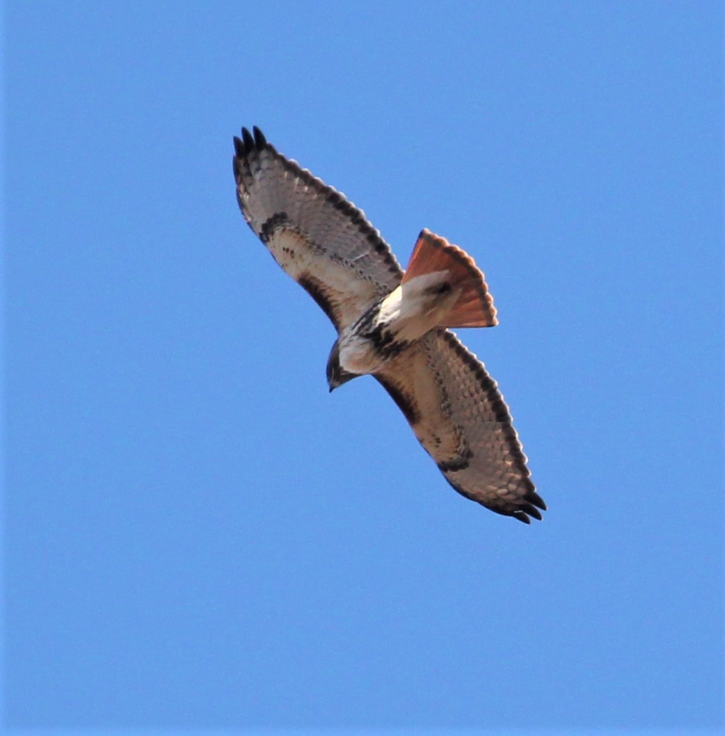 Red-tailed Hawk - ML328466111