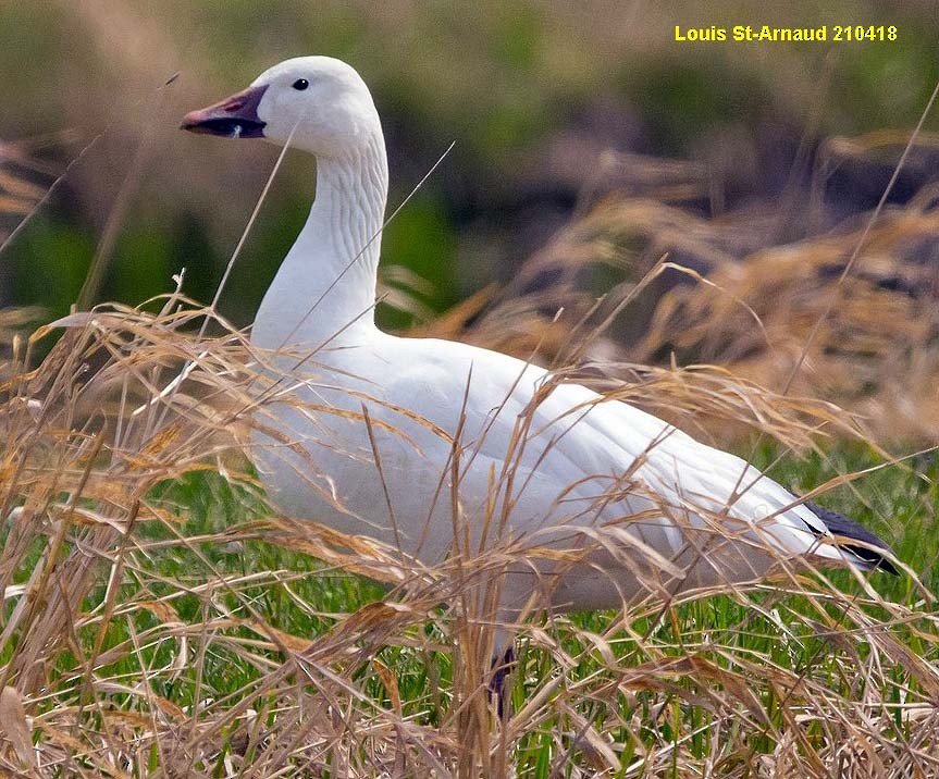 Snow Goose - ML328468101