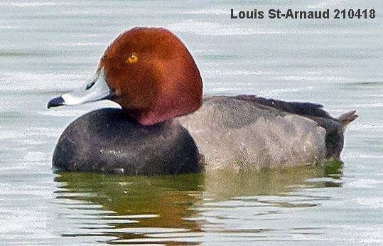 Redhead - ML328468571