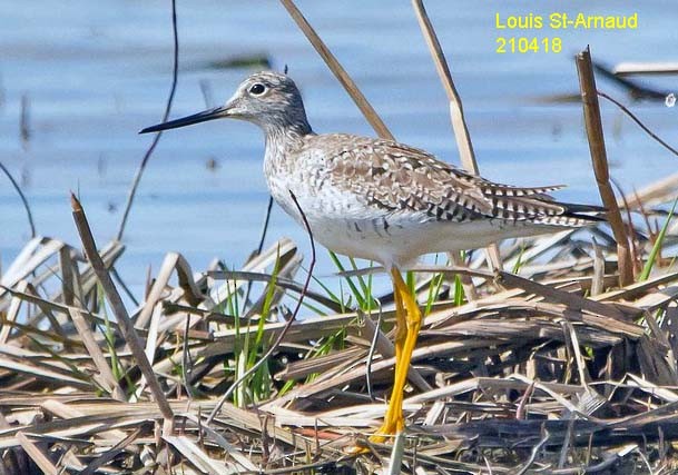 Greater Yellowlegs - ML328468951