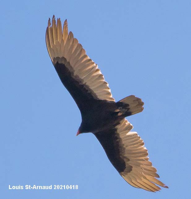 Turkey Vulture - ML328469211