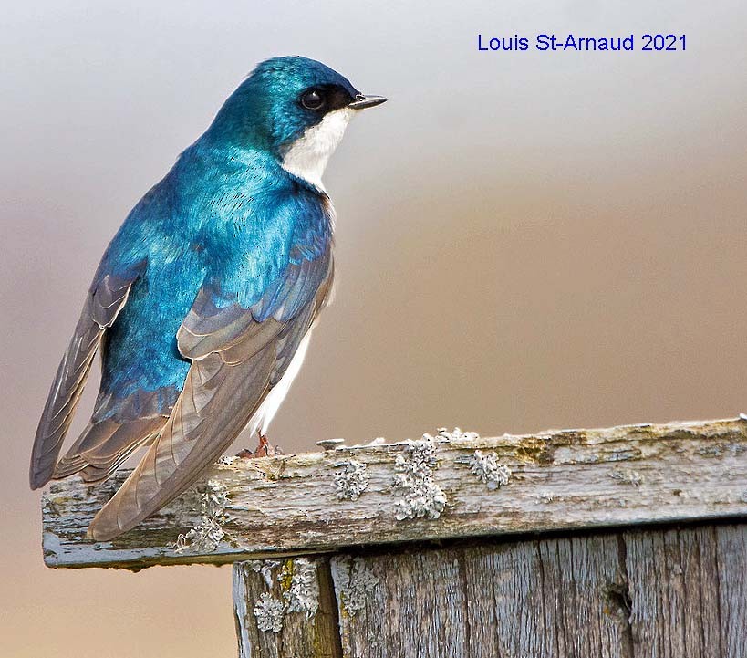 Tree Swallow - ML328469751