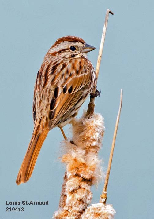 Song Sparrow - ML328470151