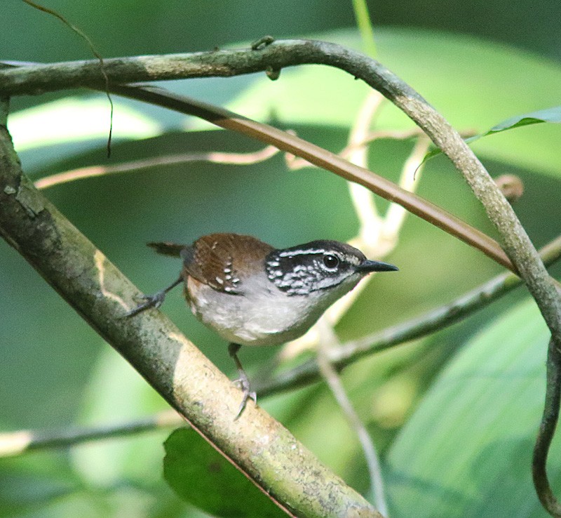 Cucarachero Pechiblanco (grupo prostheleuca) - ML328471181