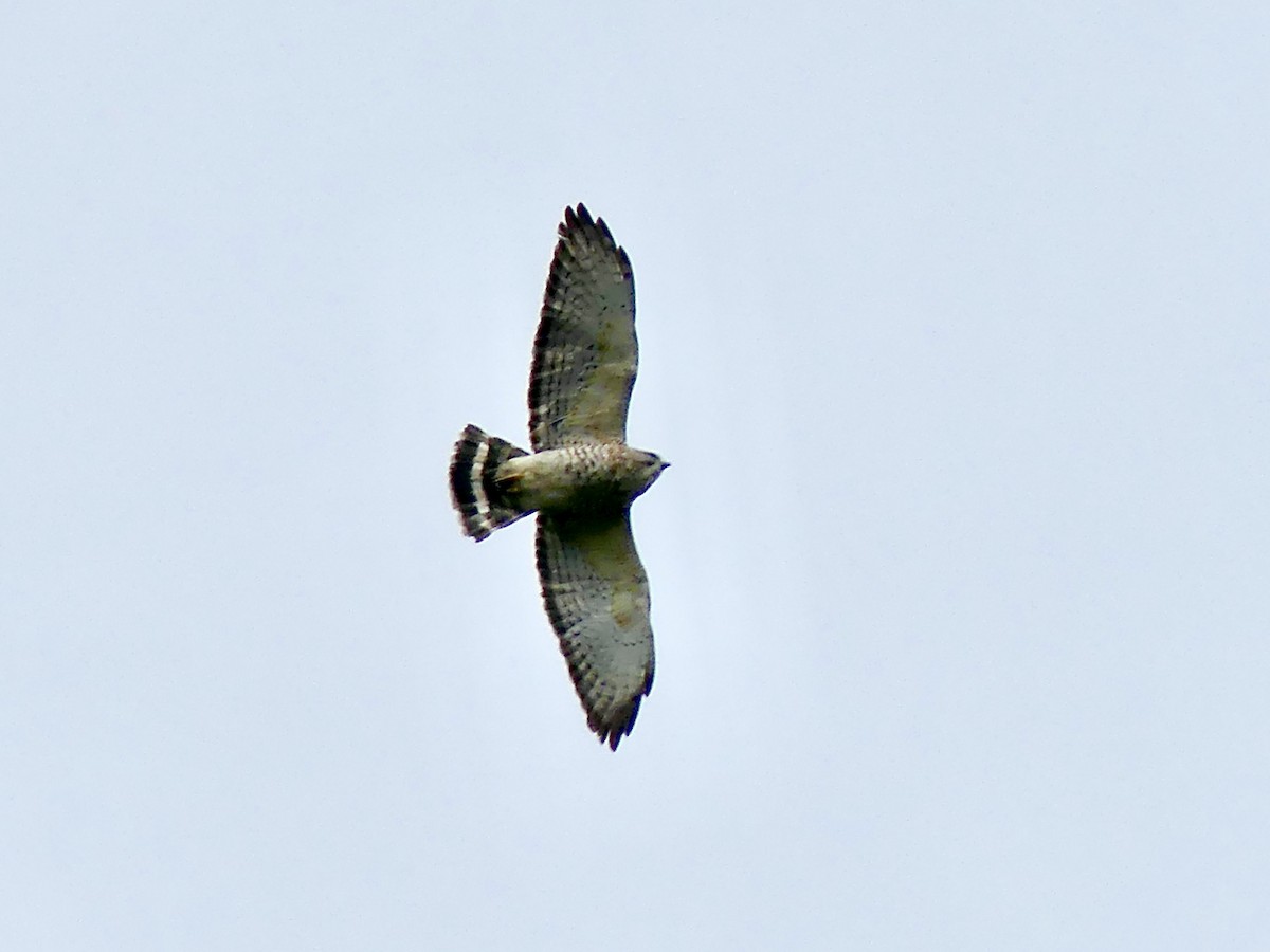 Broad-winged Hawk - ML328471831