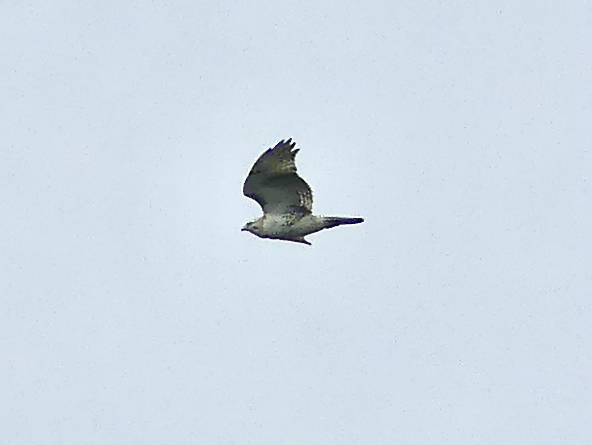 Red-tailed Hawk - ML328471871