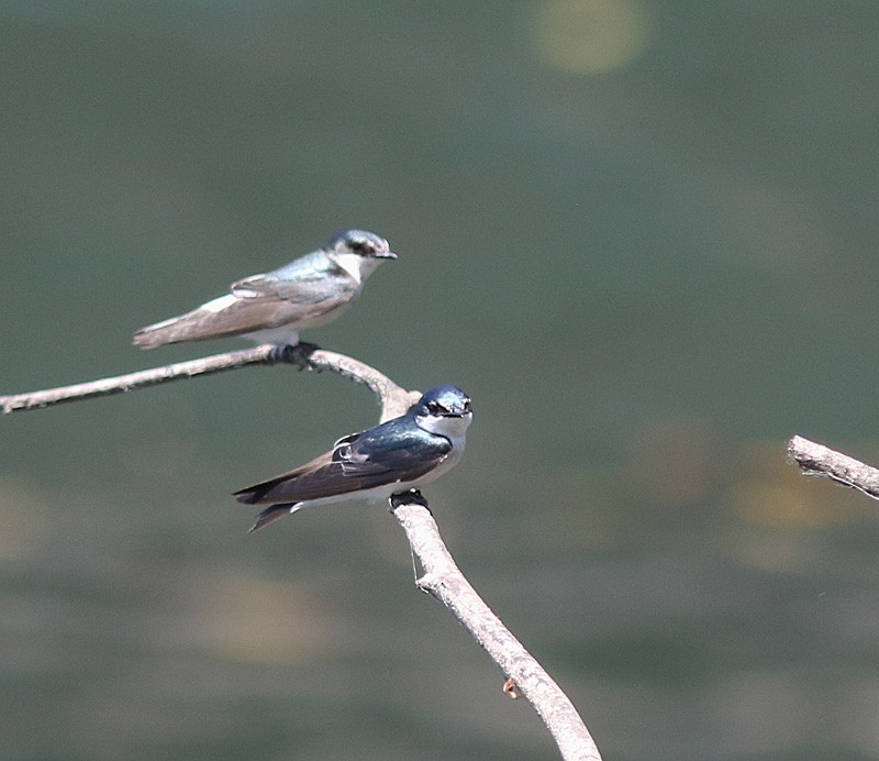 Mangrove Swallow - ML328472291